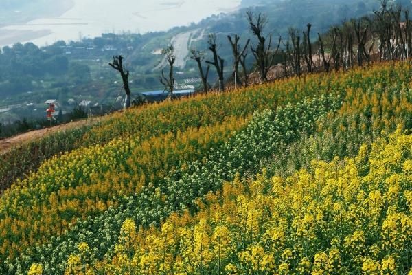 重庆五一去哪儿赏五彩油菜花?