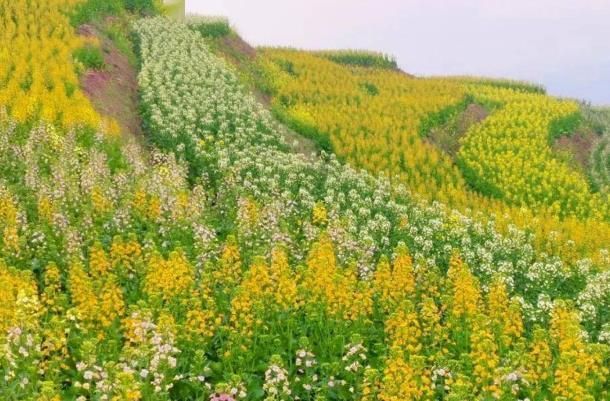 重庆五一去哪儿赏五彩油菜花?