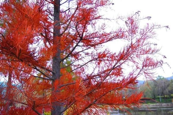 两旗海湿地公园水杉何时开满红叶