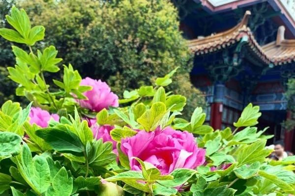 王城公园牡丹花观赏最佳地点查询