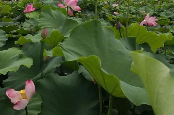 都江堰夏日赏花攻略,六个必去的景点