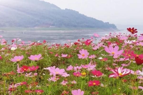 查看重庆看格桑花的最佳地点