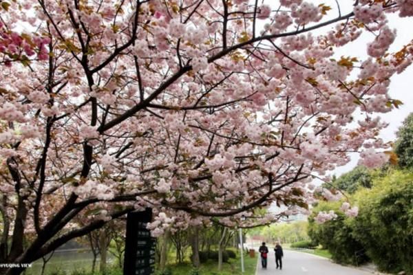 2023年上海世纪公园晚樱最佳观赏地点推荐