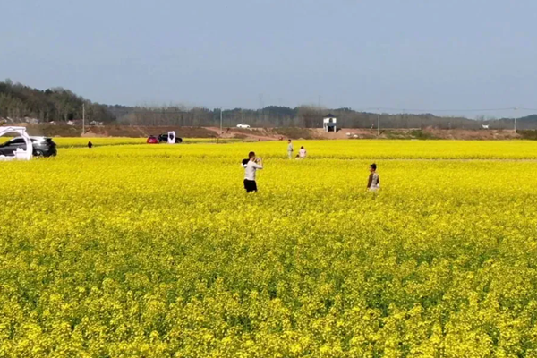 六安观赏油菜花最佳地点推荐