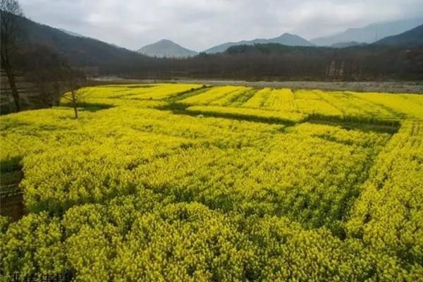 六安观赏油菜花最佳地点推荐