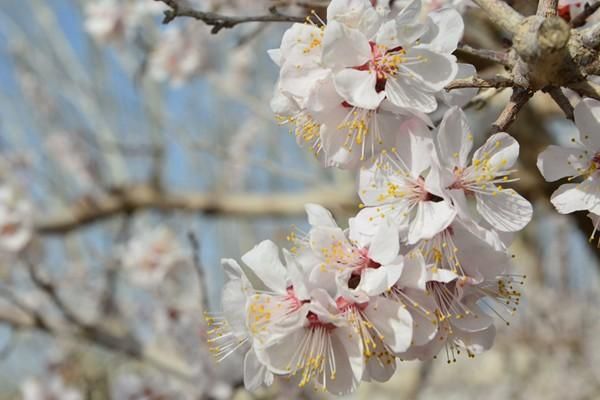 2023年轮台县杏花节赏花指南及游玩攻略