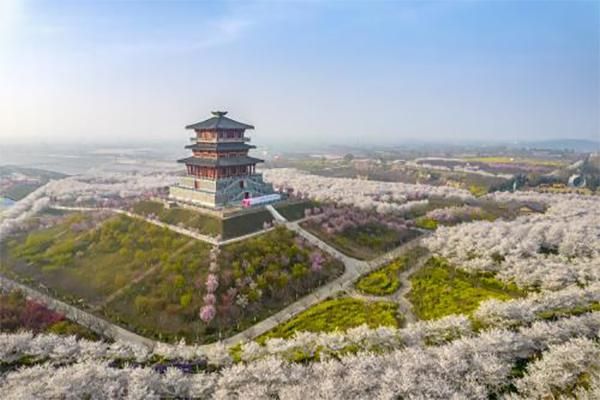 古柏渡丰乐樱花园樱花盛开时间预测