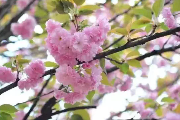 济源春季旅游路线推荐汇总
