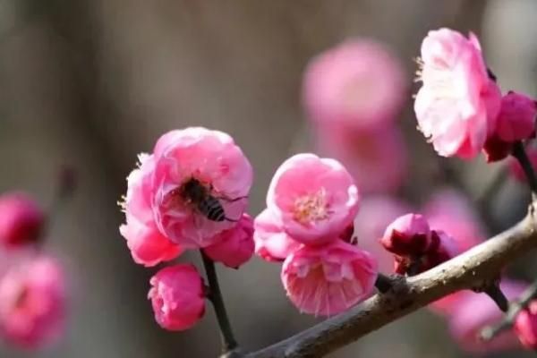 乐山春日赏花去！哪处景点最受欢迎？