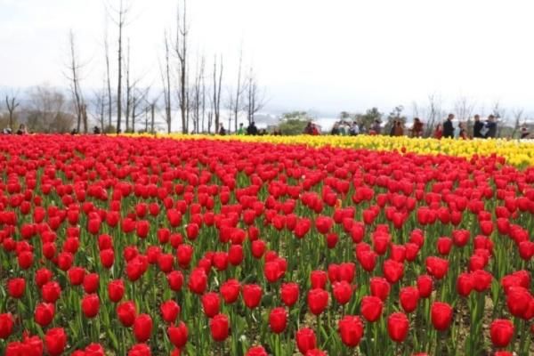 2023重庆春节期间赏花指南，哪些地方是最佳选择？