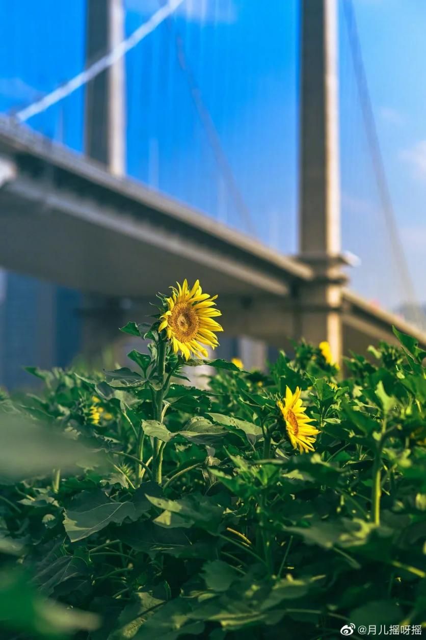 2022年福建秋季花卉赏花地图出炉!