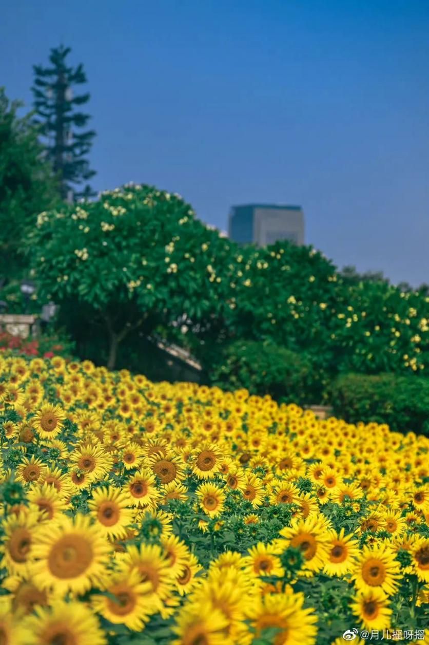 2022年福建秋季花卉赏花地图出炉!