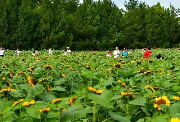 2022年上海向日葵花海详细位置与最佳观赏时间一览