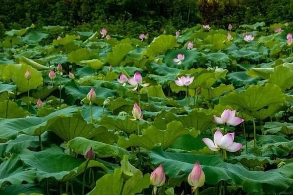两江四岸赏荷花，重庆八大观荷景点推荐