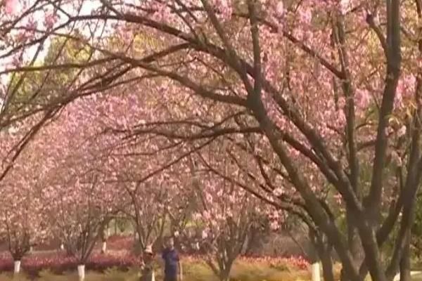 2022重庆中央公园春天赏花指南，最美的花朵等你来发现！