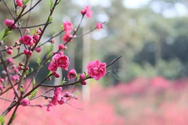 2023年青秀山桃花岛何时盛开?