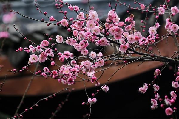 浙江杭州市最佳赏花地点推荐，春天里的美景尽收眼底