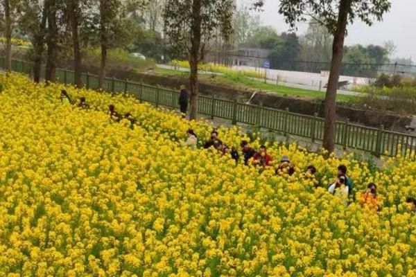 2022成都赏花最佳地点推荐，油菜花盛开的地方有哪些？