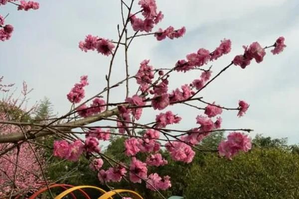 无锡蠡园赏花指南，全年最佳游玩时间及必游景点一览