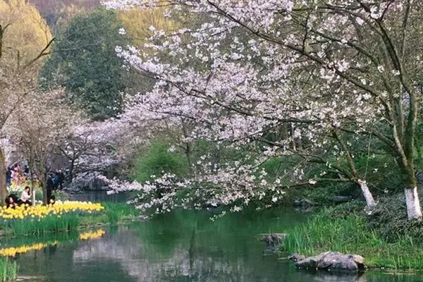 太子湾樱花开放时间，2023年4月15日-5月7日