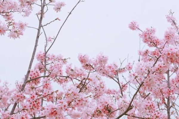 南宁青秀山樱花什么时候开?