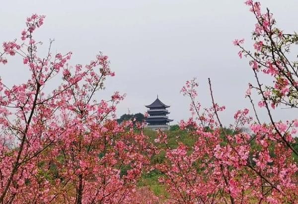 南宁青秀山樱花什么时候开?