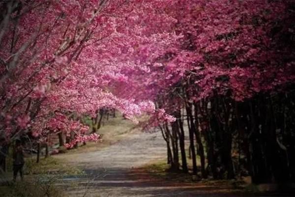 2022年惠州市全年各季节赏花热门景点推荐