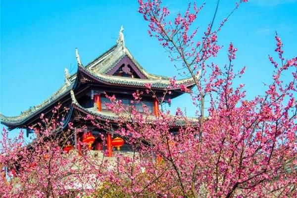 无锡梅里古镇，如何在最佳赏花时间欣赏到最美的梅花?