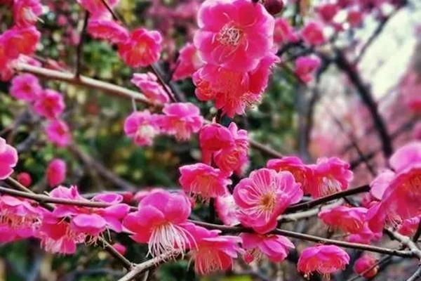 2022年无锡全年梅花节门票价格一览