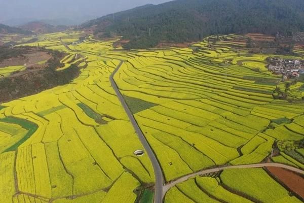云南峨山，金黄色的油菜花海之旅