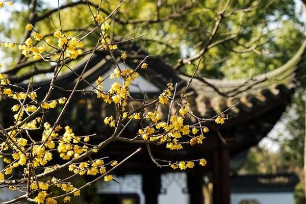 2021重庆腊梅何时开花?有哪些观赏地点?