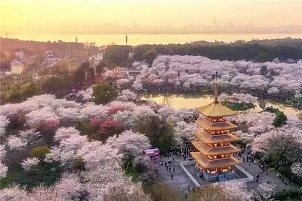 温州赏樱地图推荐，十里樱花花园观赏指南