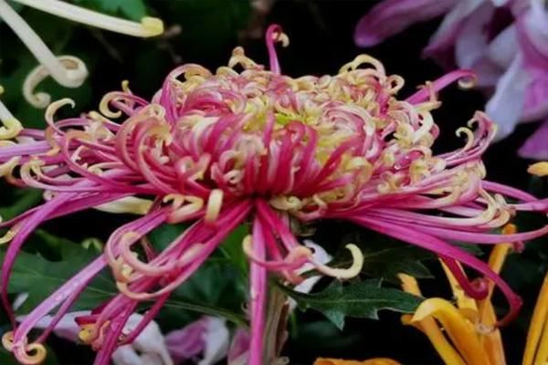 2021苏州弇山园菊花展门票价格及看点介绍