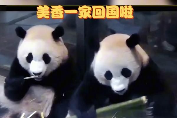 美香添添什么时候回国