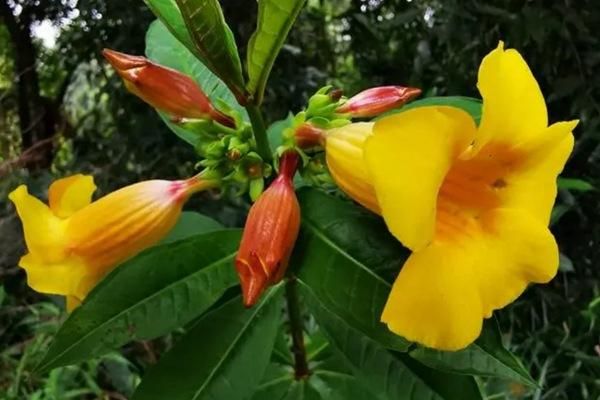 兴隆热带植物园门票价格多少钱?