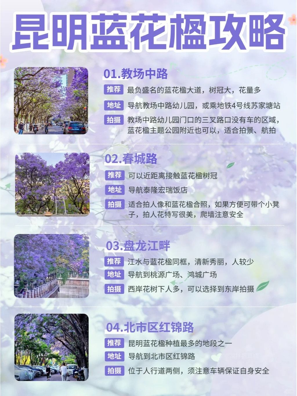 错过蓝花楹?这里将为您详细解析昆明赏花最佳时间及地点