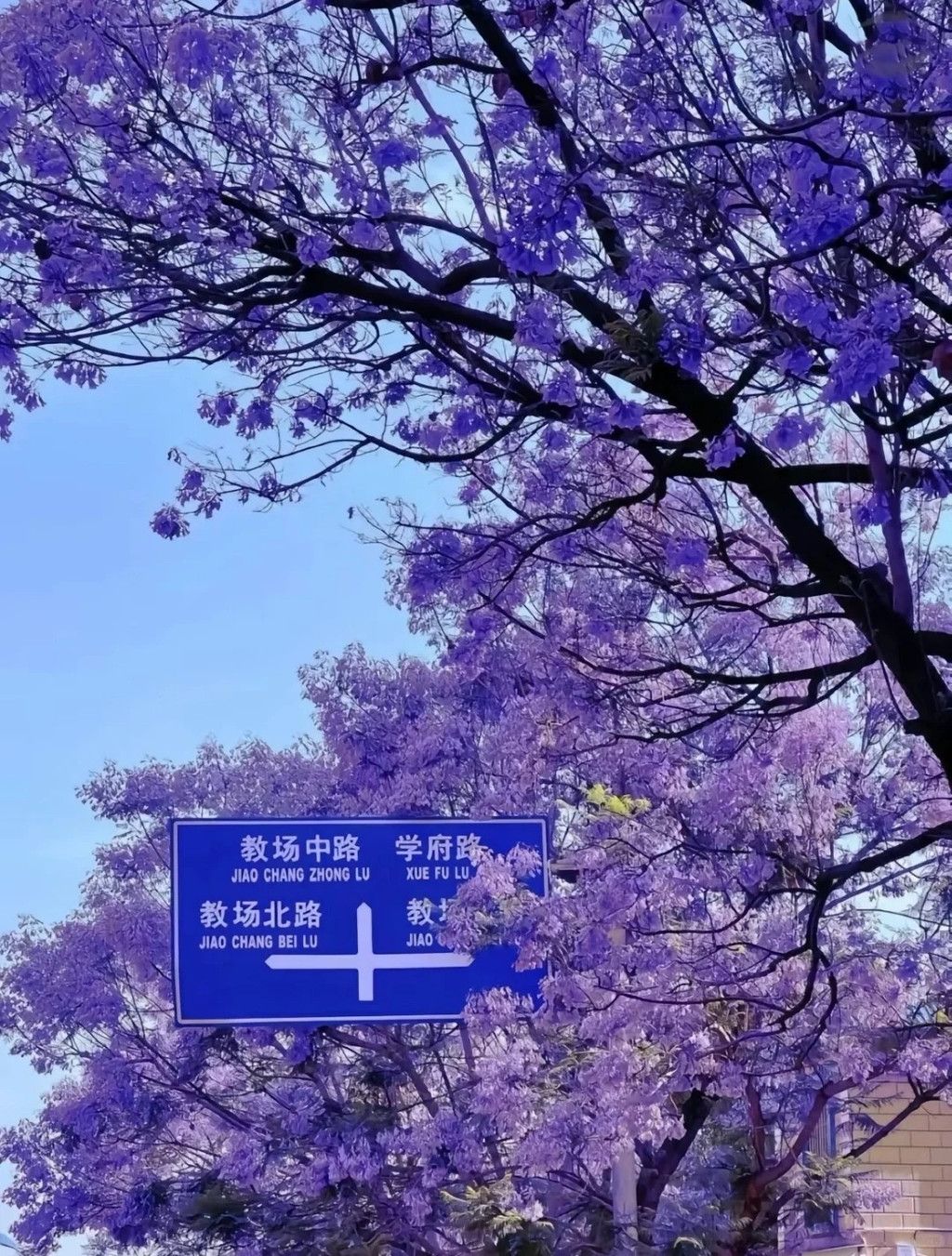 错过蓝花楹?这里将为您详细解析昆明赏花最佳时间及地点