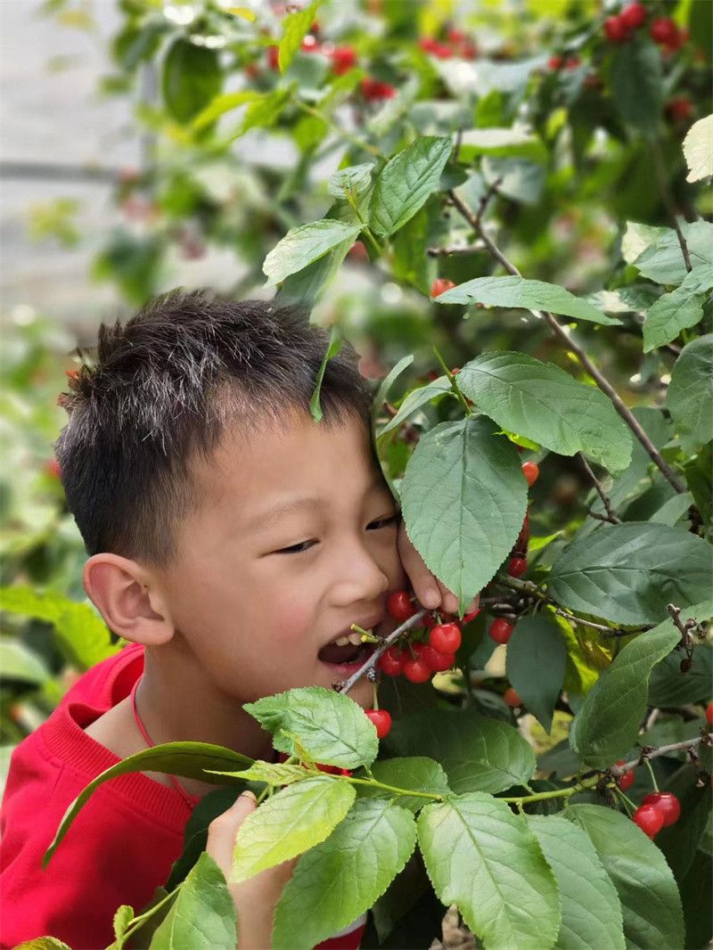 诸暨樱桃节，五一小长假甜美的旅行探索