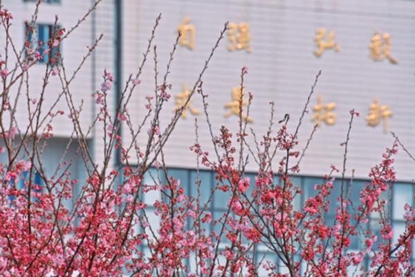 武汉樱花开放时间表,带你感受春天的魅力!