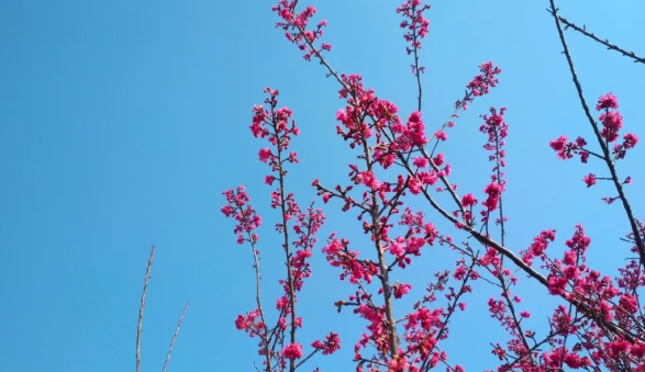 杭州樱花园地址与观赏地点推荐