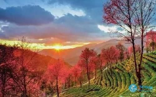 2022无量山樱花谷最佳赏花路线解析