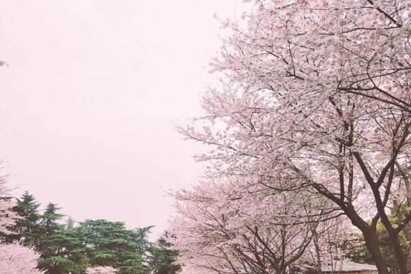 武汉大学樱花开闭时间预测，4月花期还未结束