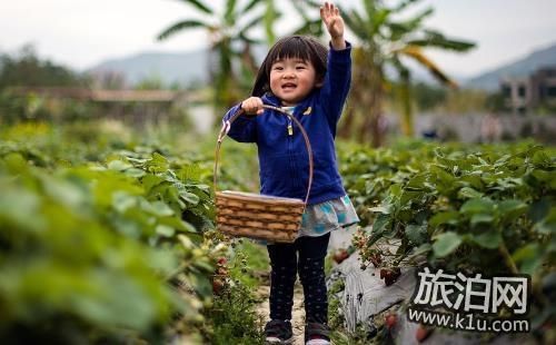2021年广东冬季特色采摘地推荐，让你领略冬日的美丽与风情