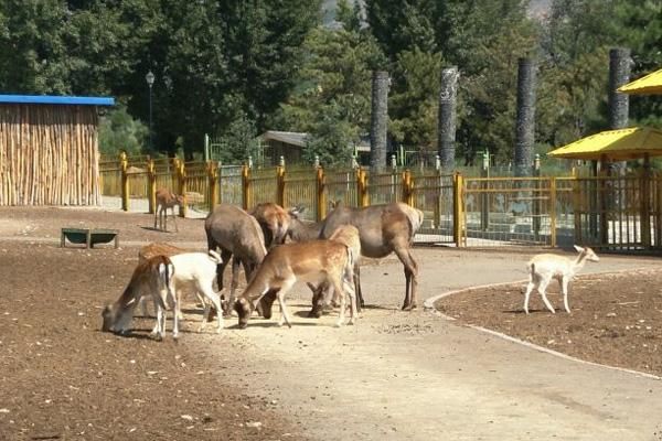 呼和浩特大青山野生动物园暂闭园通知,保护环境、减少对动物的影响