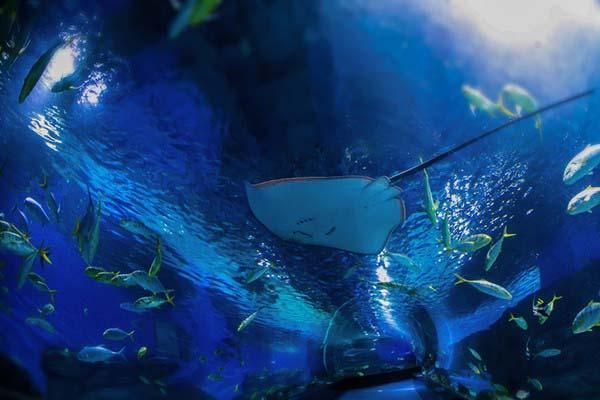 天津海昌极地海洋公园优惠条件一览