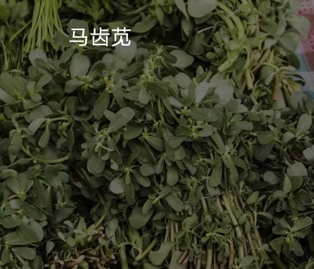 春日田野，生机盎然的乡村风光