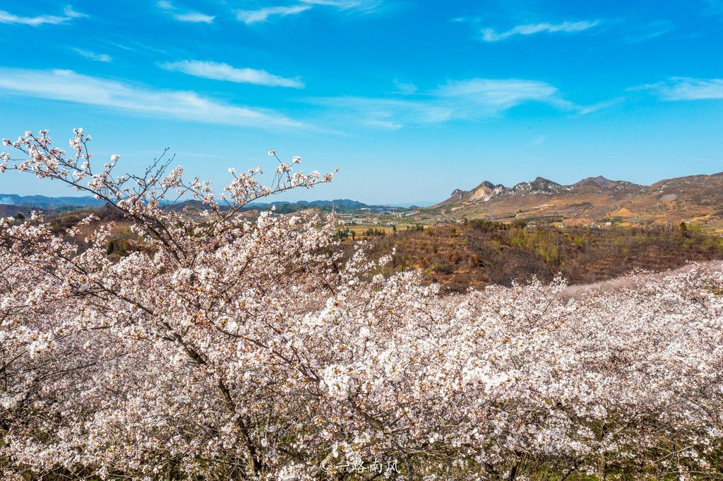 踏青赏花探秘贵州之春，八大景区魅力尽显
