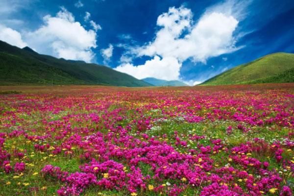 暑假去哪里旅游?避开炎热的炎热？成都 成都避暑首选