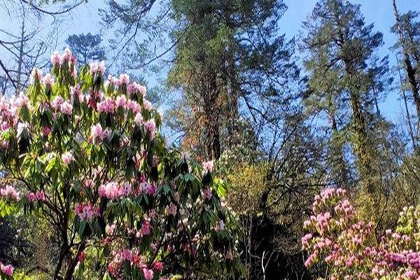 峨眉山杜鹃花开放时间与观赏地点