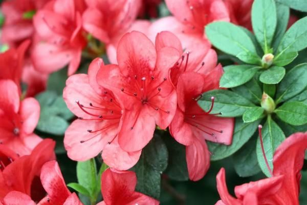 2021年大围山杜鹃花节最新消息，时间、地点及活动详情